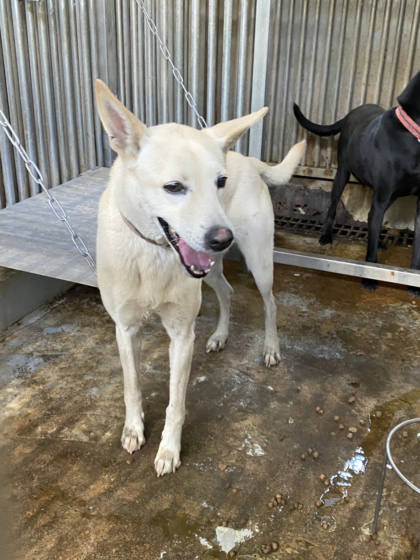 台南市待認養狗｜混種犬｜黃色｜母