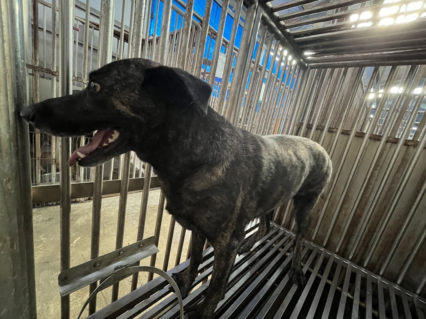 彰化縣待認養狗 混種犬