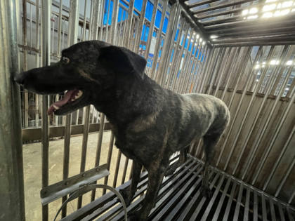 彰化縣待認養狗｜混種犬｜虎斑色｜母