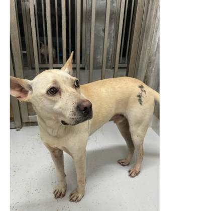 基隆市待認養狗｜混種犬｜黃白色｜公