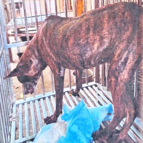 雲林縣已領養狗 混種犬