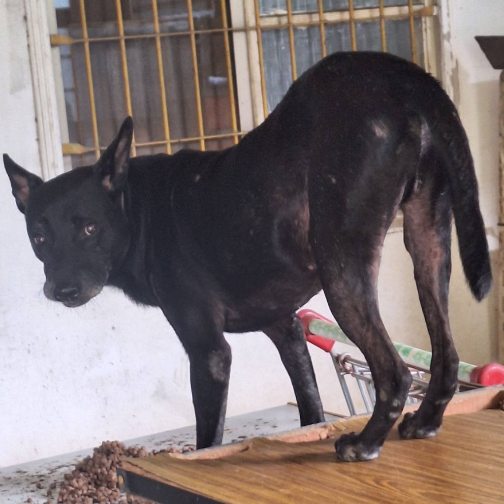 雲林縣已領養狗 混種犬