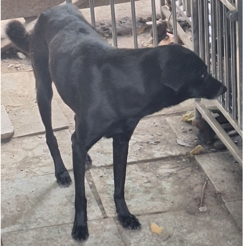 雲林縣已領養狗 混種犬