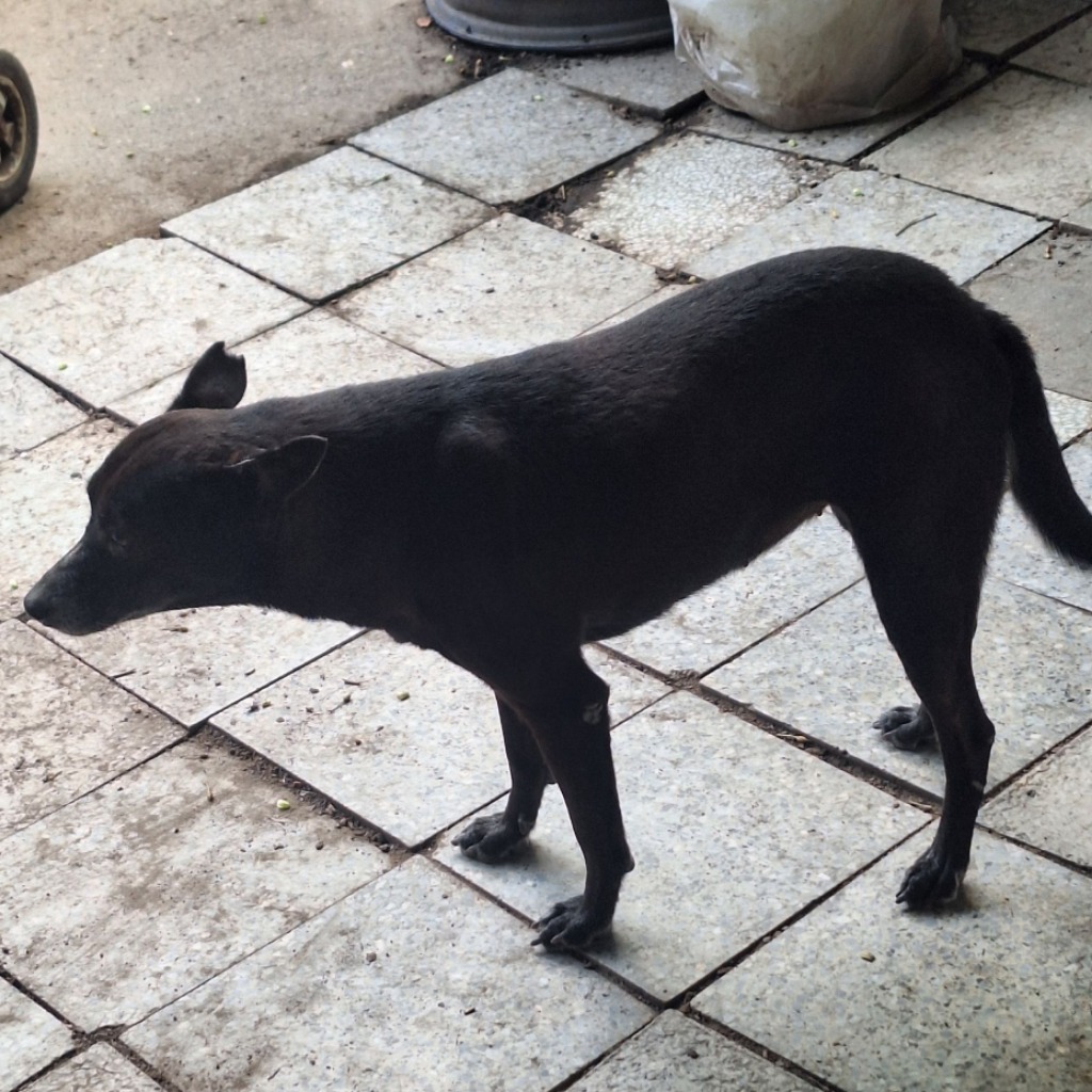 雲林縣已領養狗 混種犬