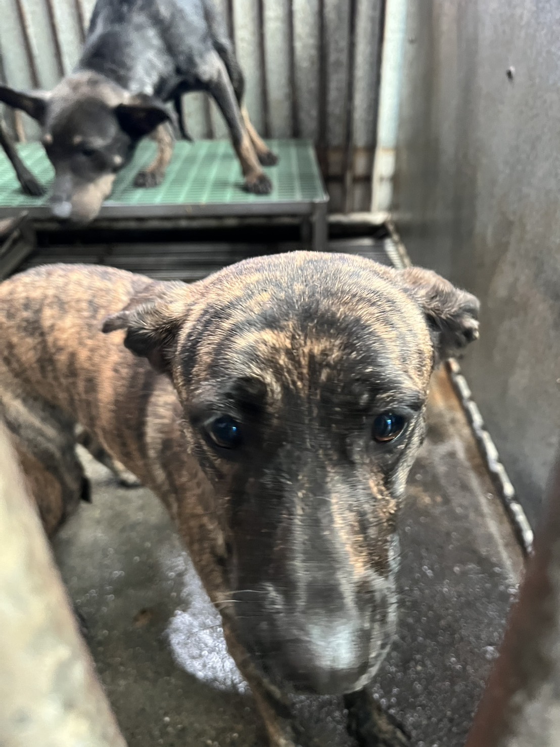 彰化縣待認養狗 混種犬