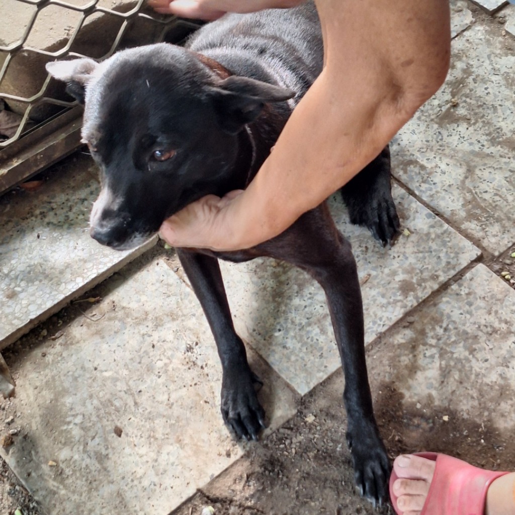 雲林縣已領養狗 混種犬