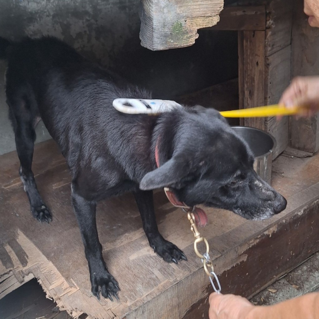 雲林縣已領養狗 混種犬