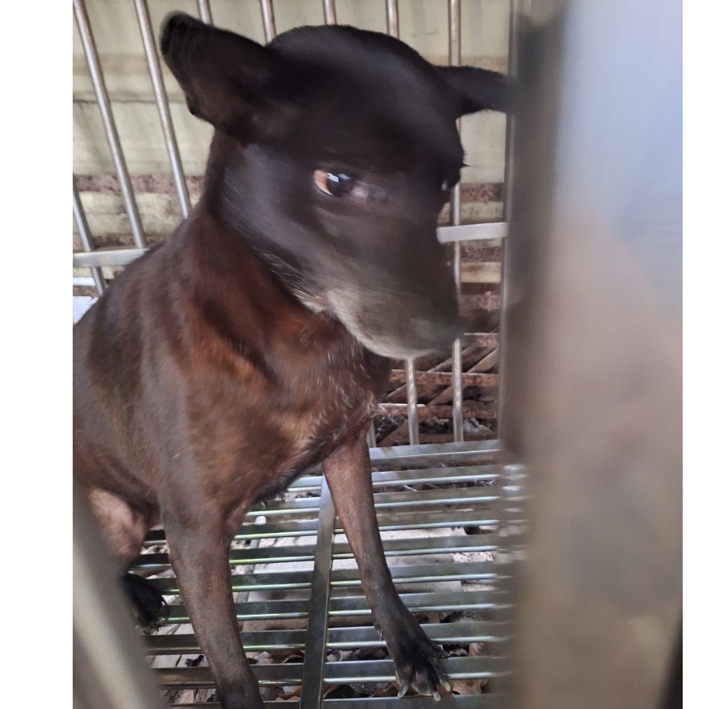 雲林縣已領養狗 混種犬