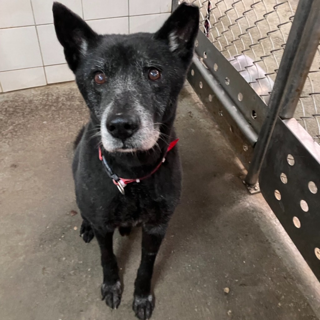 新北市待認養狗 混種犬