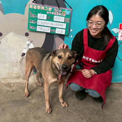 新北市待認養狗｜混種犬｜黑黃色｜公