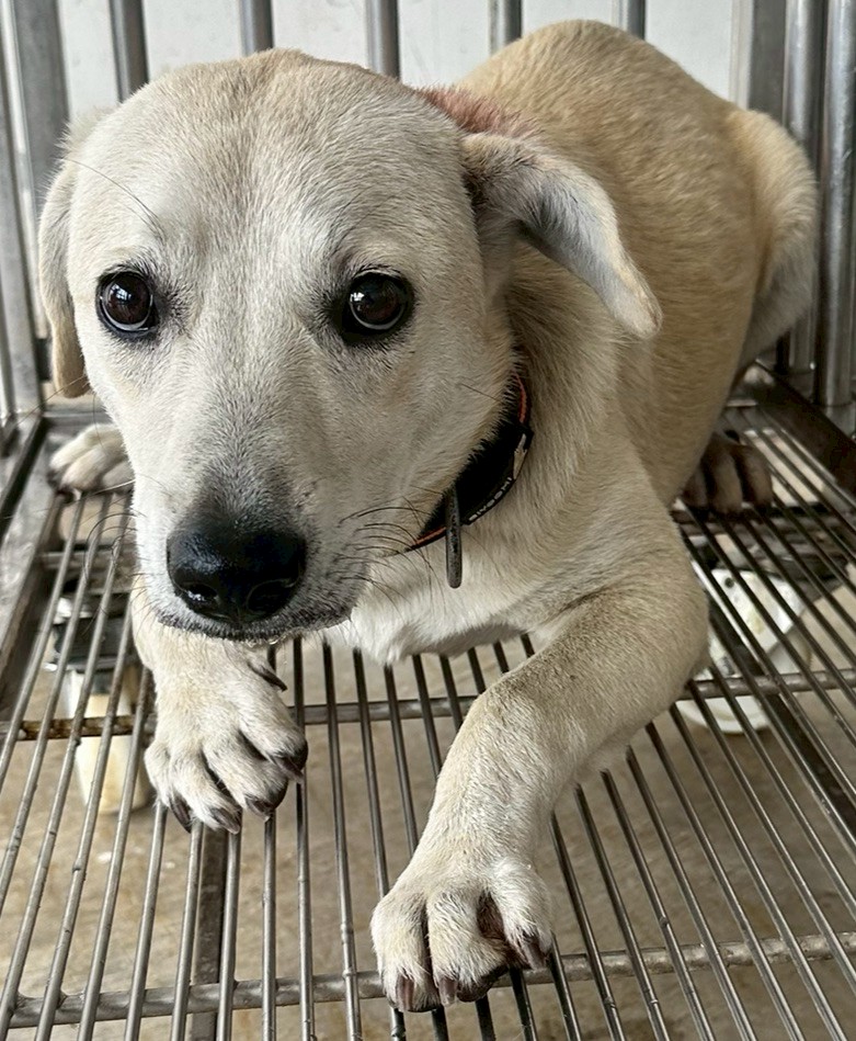 花蓮縣待認養狗 混種犬