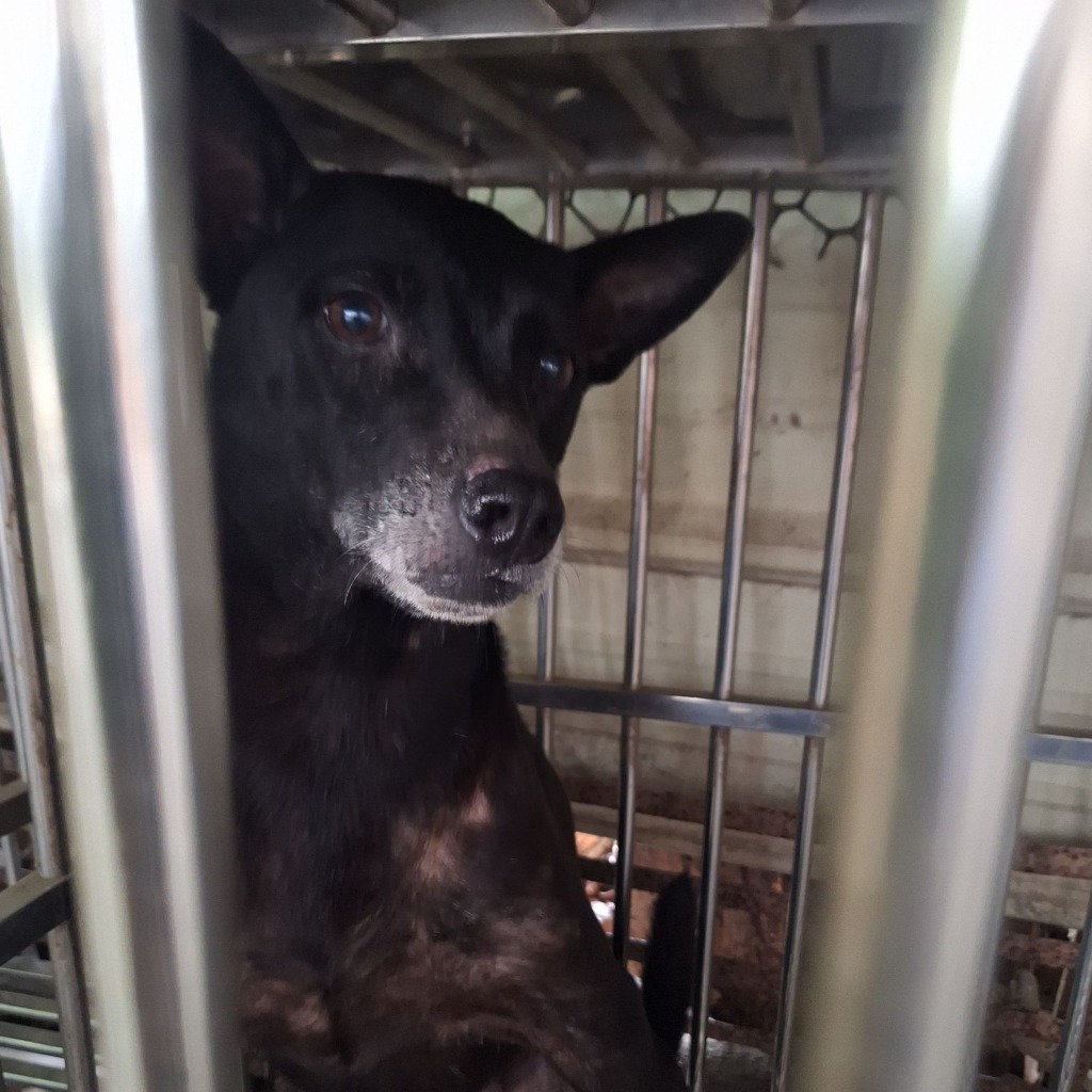 雲林縣已領養狗 混種犬