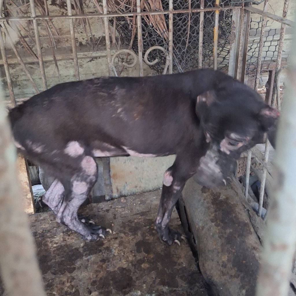 雲林縣已領養狗 混種犬