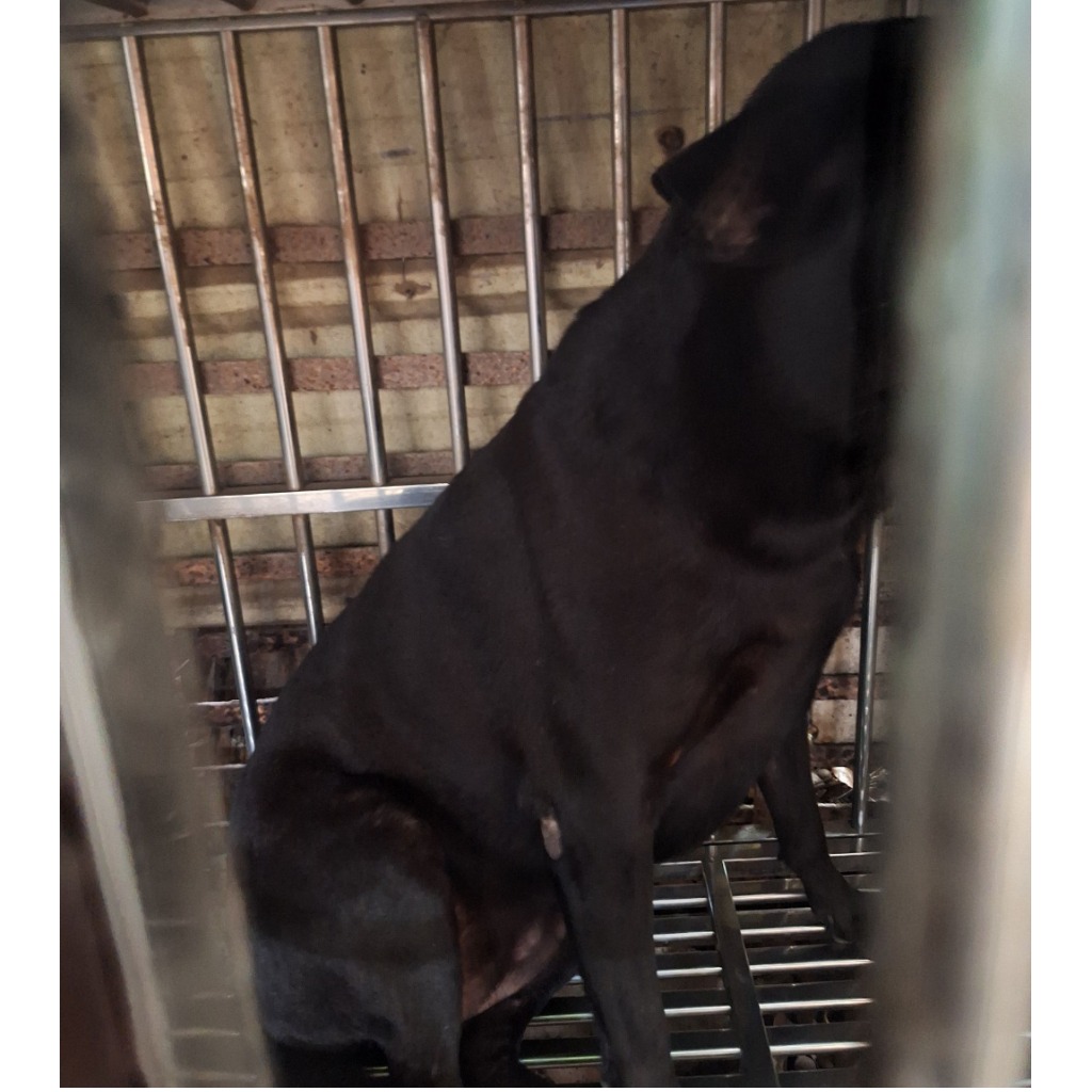 雲林縣已領養狗 混種犬