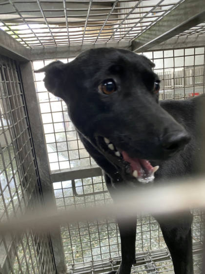 台南市待認養狗｜混種犬｜黑色｜母
