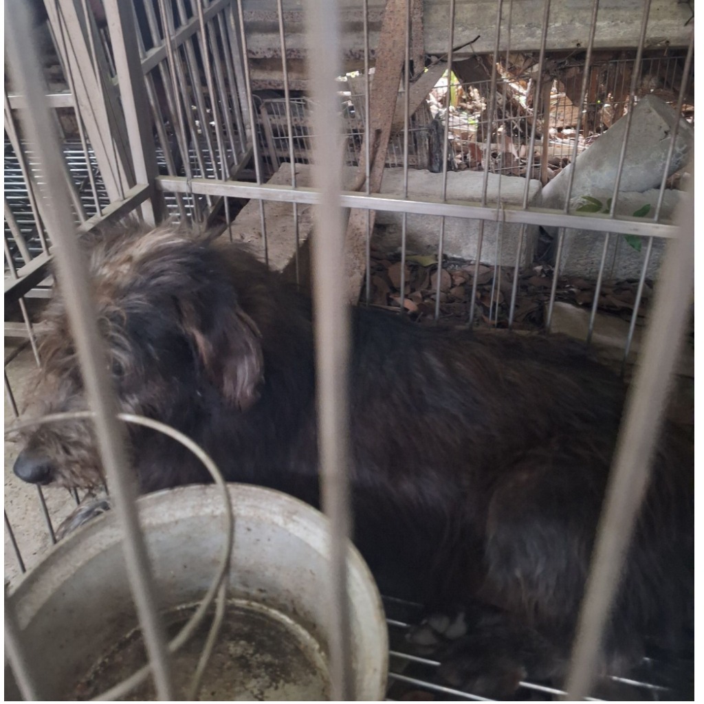 雲林縣已領養狗 混種犬
