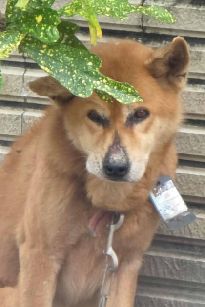宜蘭縣待認養狗｜混種犬｜黃色｜公