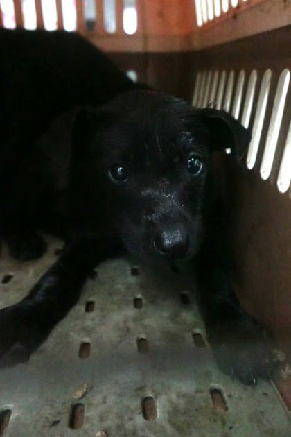 宜蘭縣待認養狗｜混種犬｜黑色｜公
