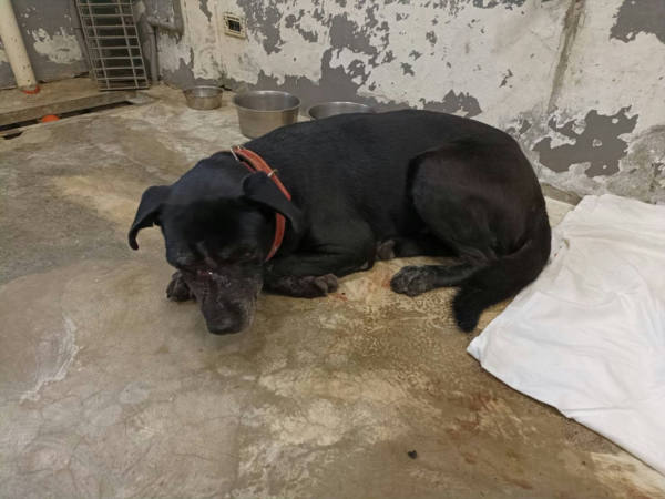 新竹市待認養狗 混種犬