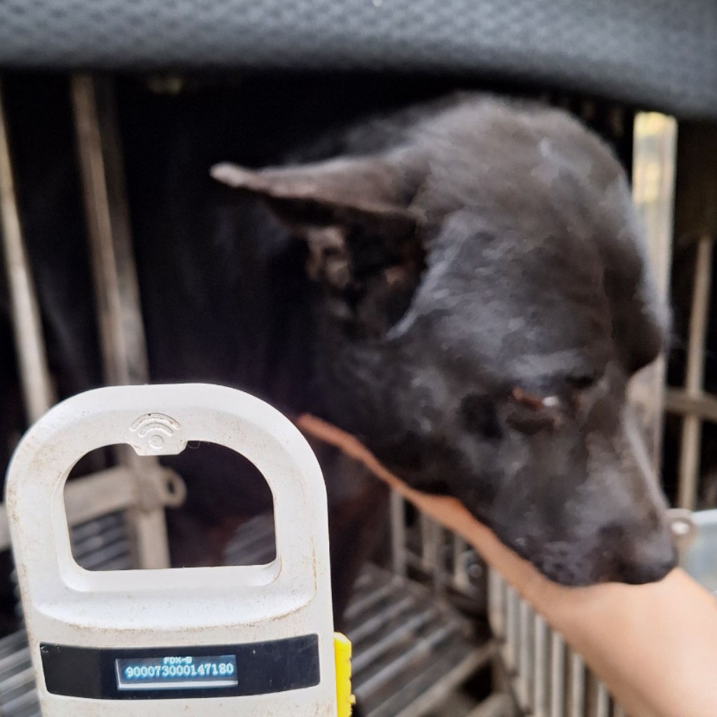 雲林縣已領養狗 混種犬