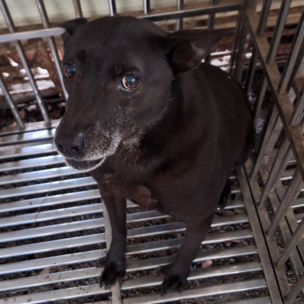 雲林縣已領養狗 混種犬