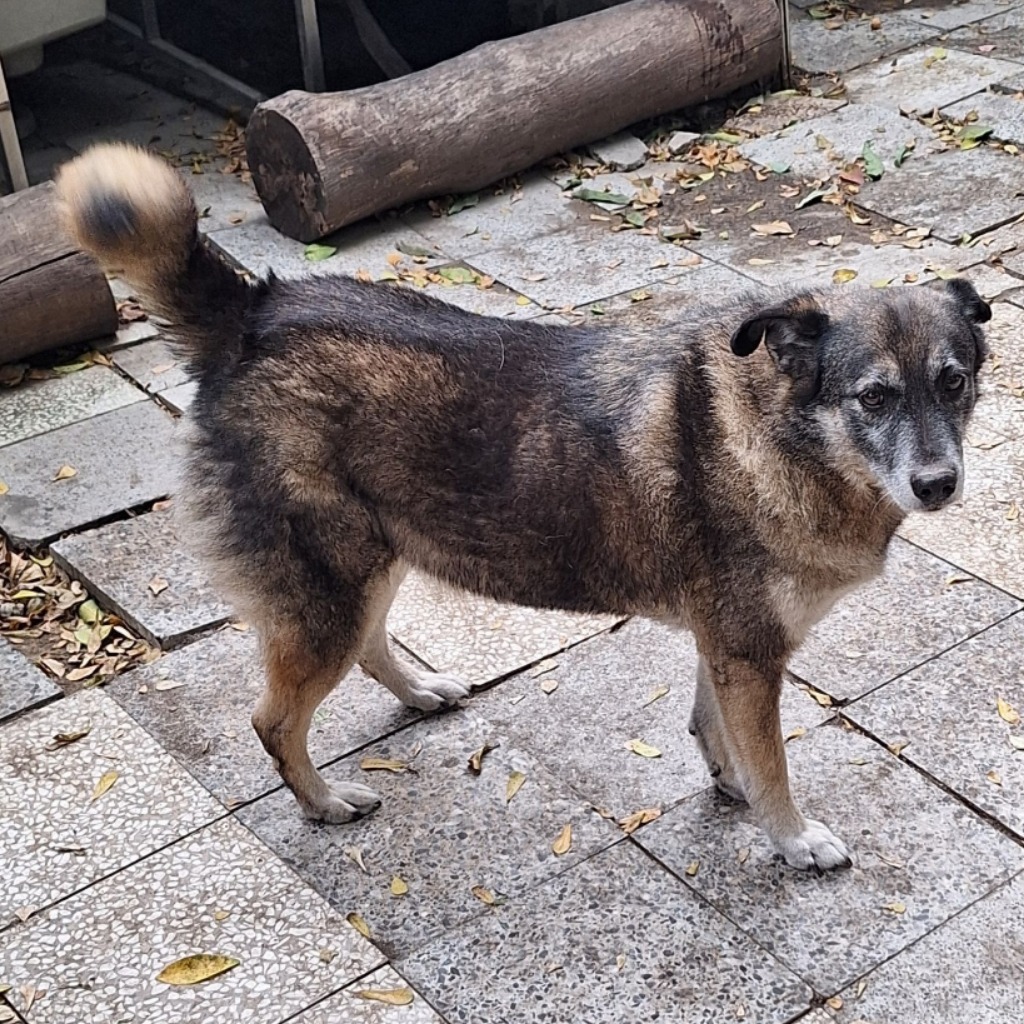 雲林縣已領養狗 混種犬