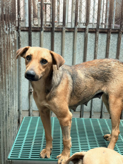 彰化縣待認養狗｜混種犬｜母