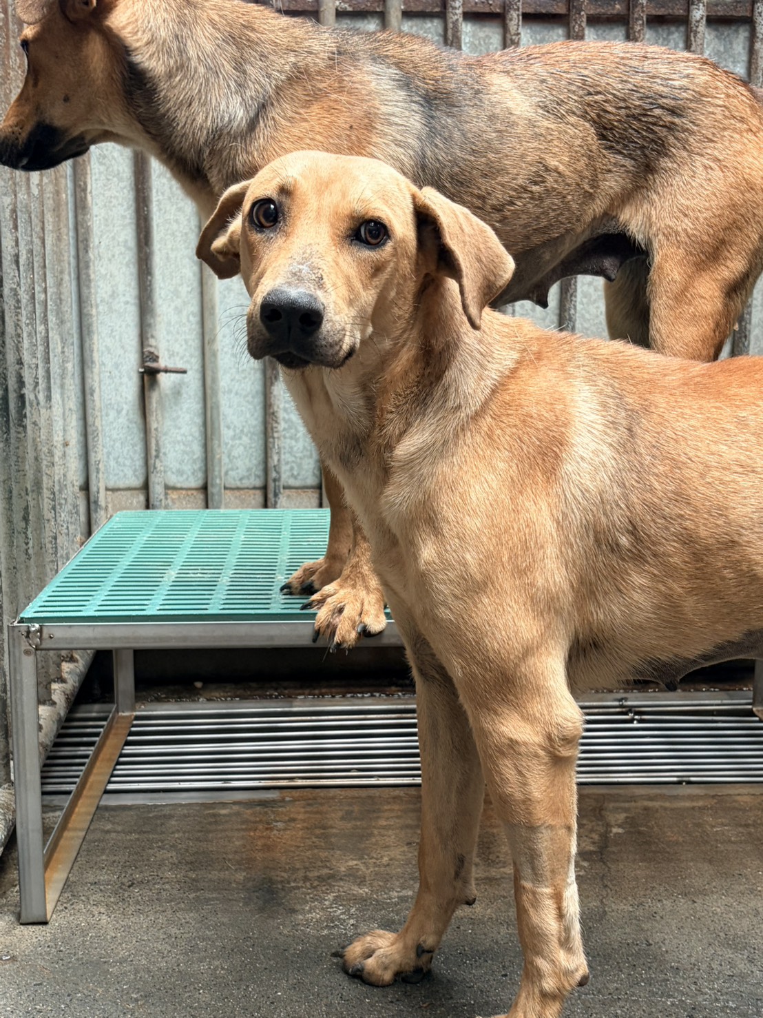 彰化縣待認養狗 混種犬