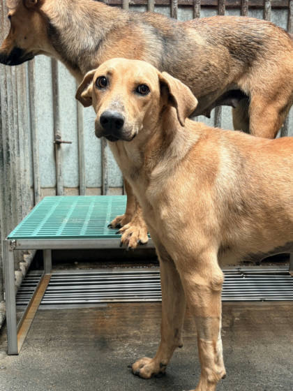 彰化縣待認養狗｜混種犬｜黃色｜母