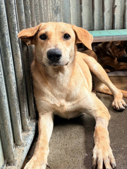 彰化縣待認養狗｜混種犬｜黃色｜母