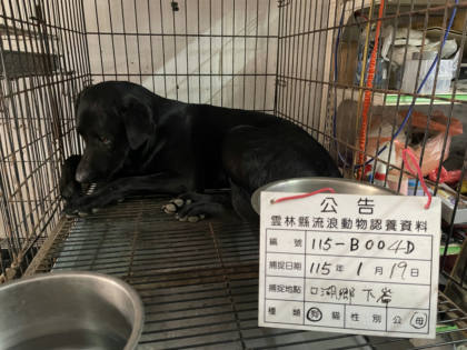 雲林縣待認養狗｜混種犬｜黑色｜母