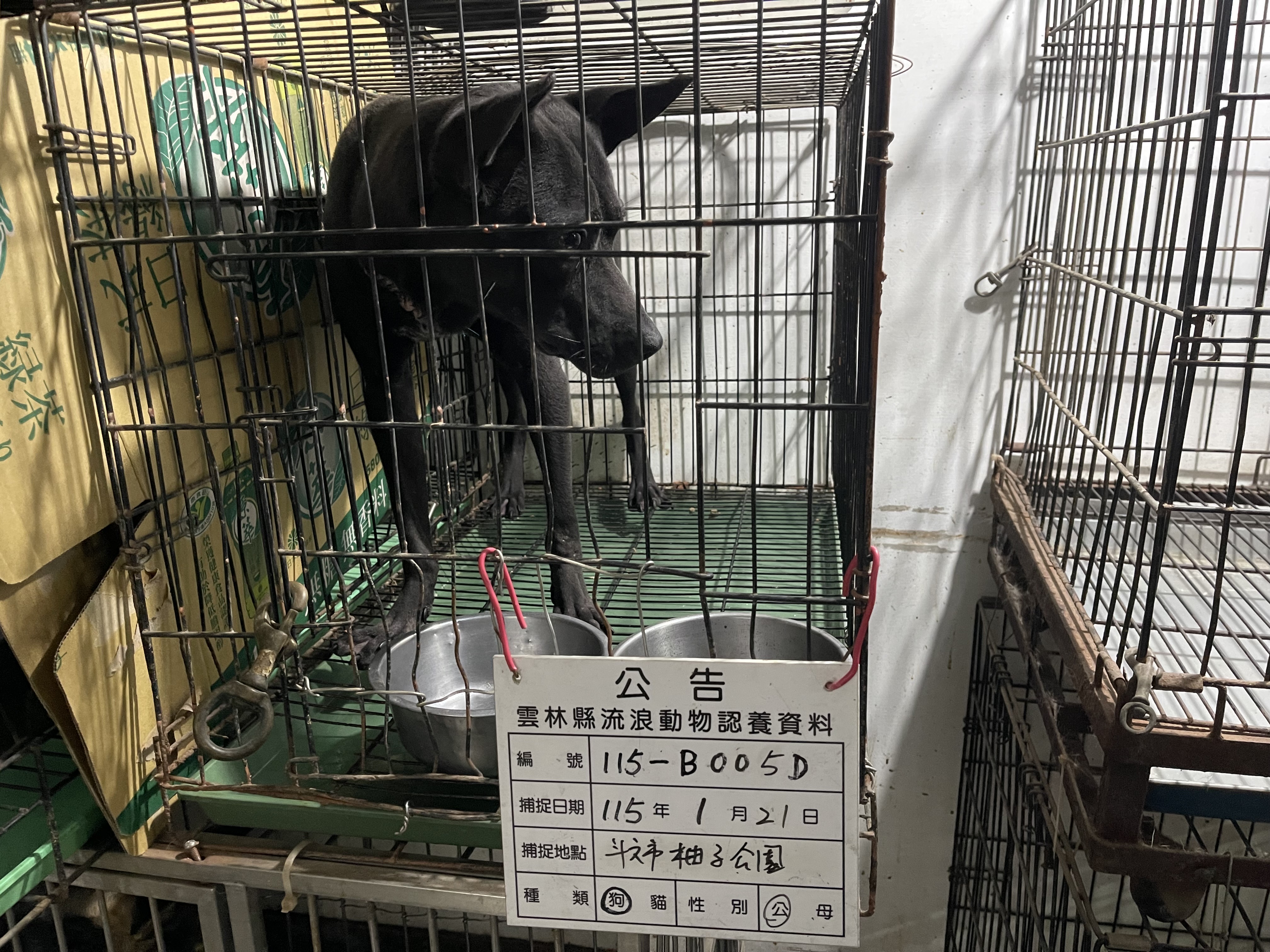 雲林縣待認養狗 混種犬
