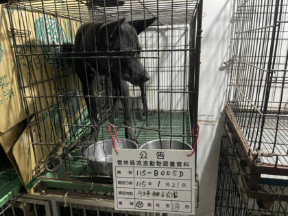 雲林縣待認養狗｜混種犬｜黑色｜公