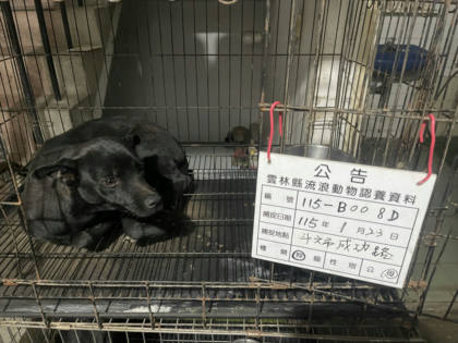 雲林縣待認養狗｜混種犬｜黑色｜母