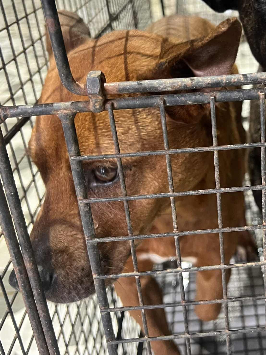 苗栗縣待認養狗 混種犬