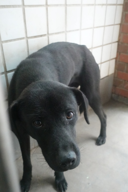 宜蘭縣待認養狗 混種犬