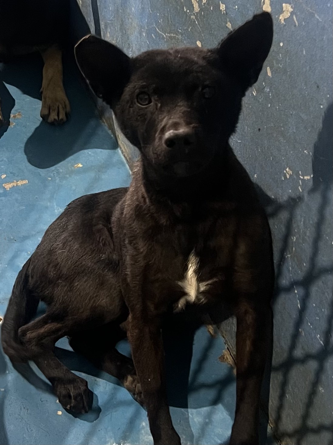 苗栗縣待認養狗 混種犬