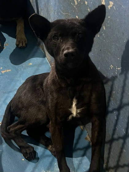 苗栗縣待認養狗｜混種犬｜黑色｜公