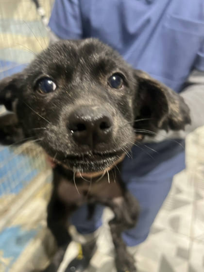 苗栗縣待認養狗｜混種犬｜黑色｜公