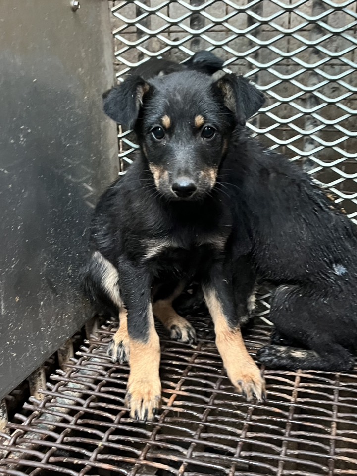 彰化縣待認養狗 混種犬