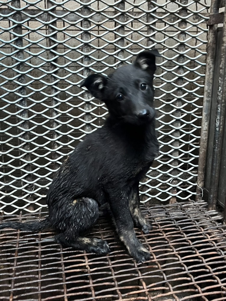 彰化縣待認養狗 混種犬