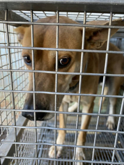 台南市待認養狗｜混種犬｜黃色｜公