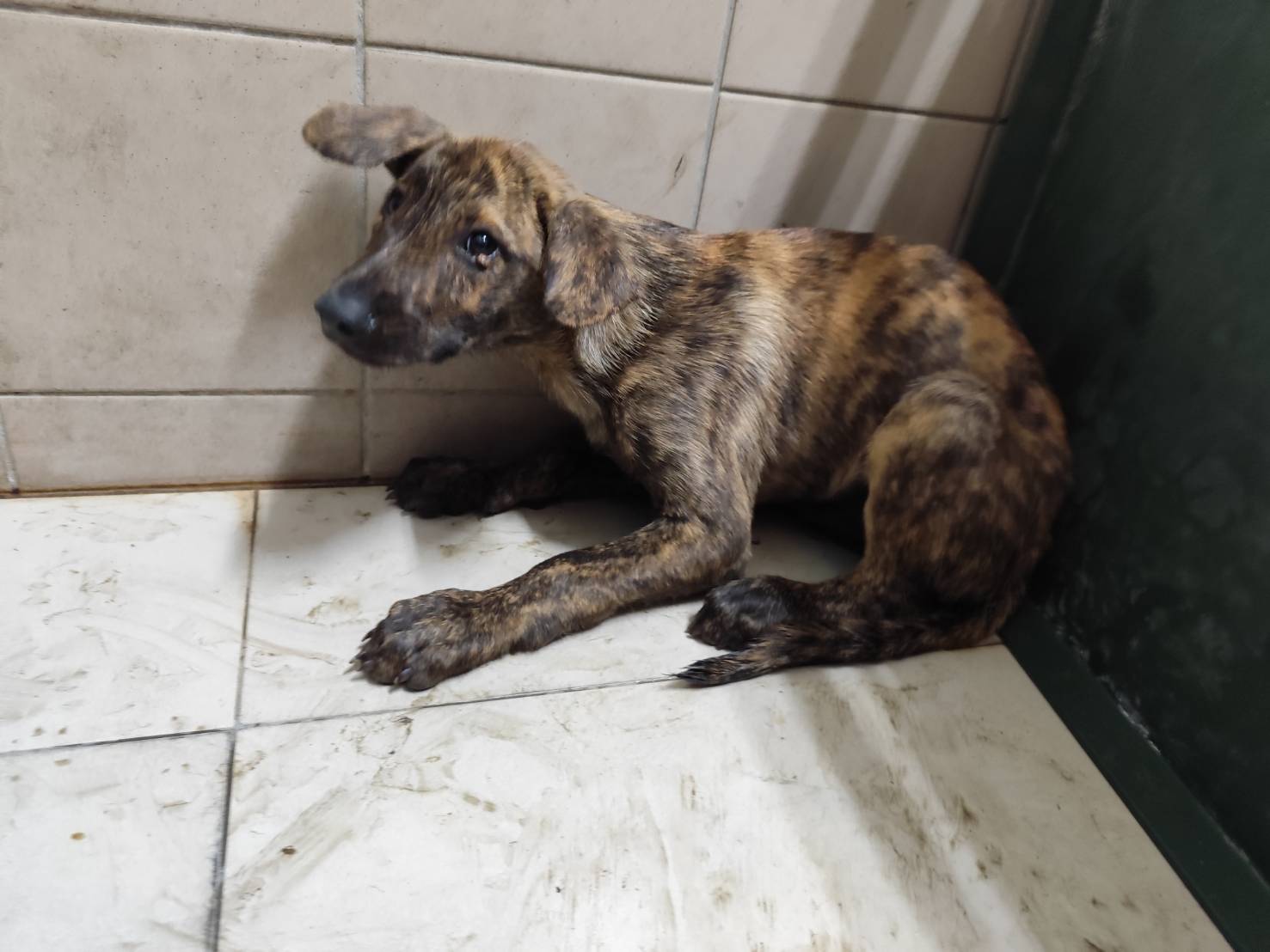 高雄市待認養狗 混種犬