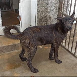 金門縣已領養狗 混種犬