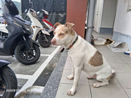 基隆市待認養狗｜混種犬｜黃白色｜公
