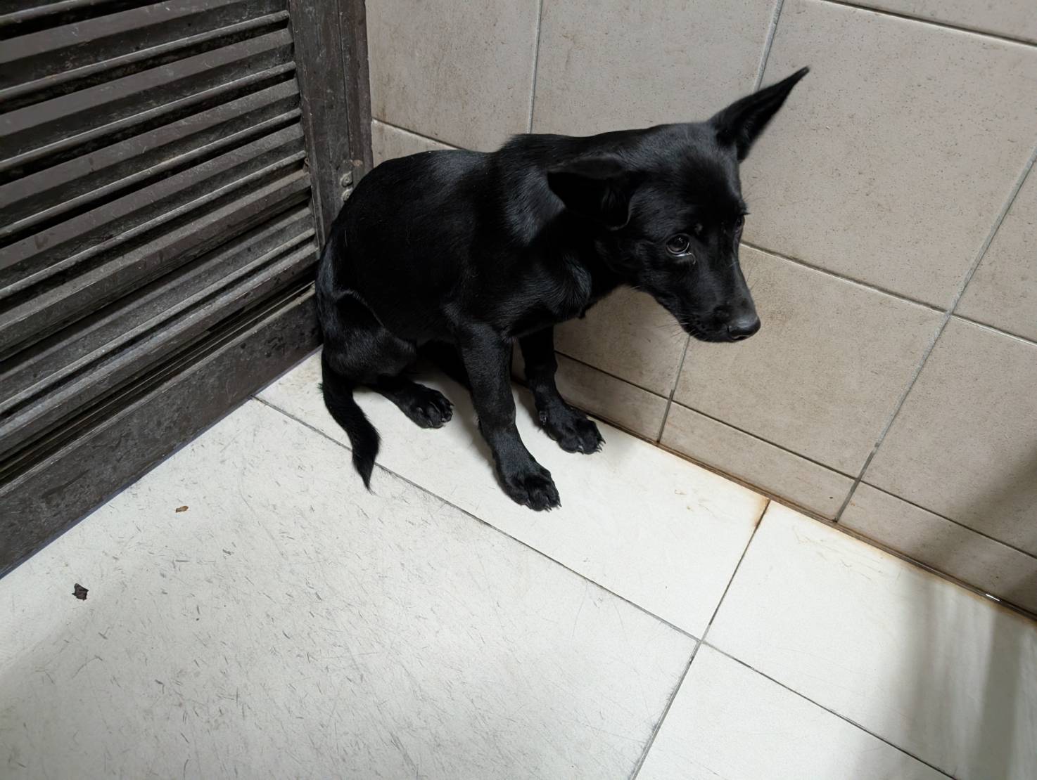 高雄市待認養狗 混種犬