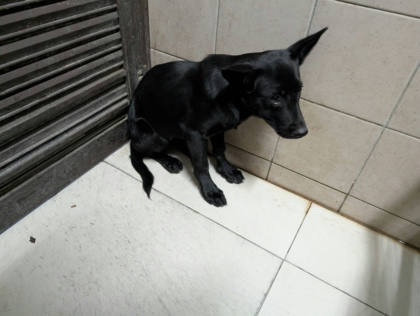 高雄市待認養狗｜混種犬｜黑色｜母