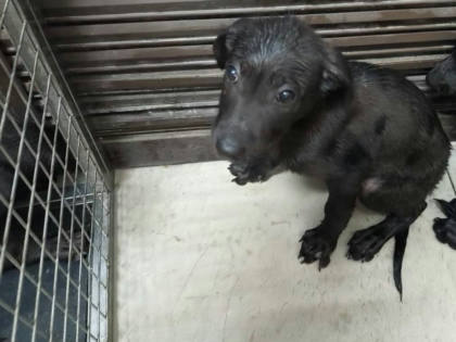 高雄市待認養狗｜混種犬｜黑色｜母