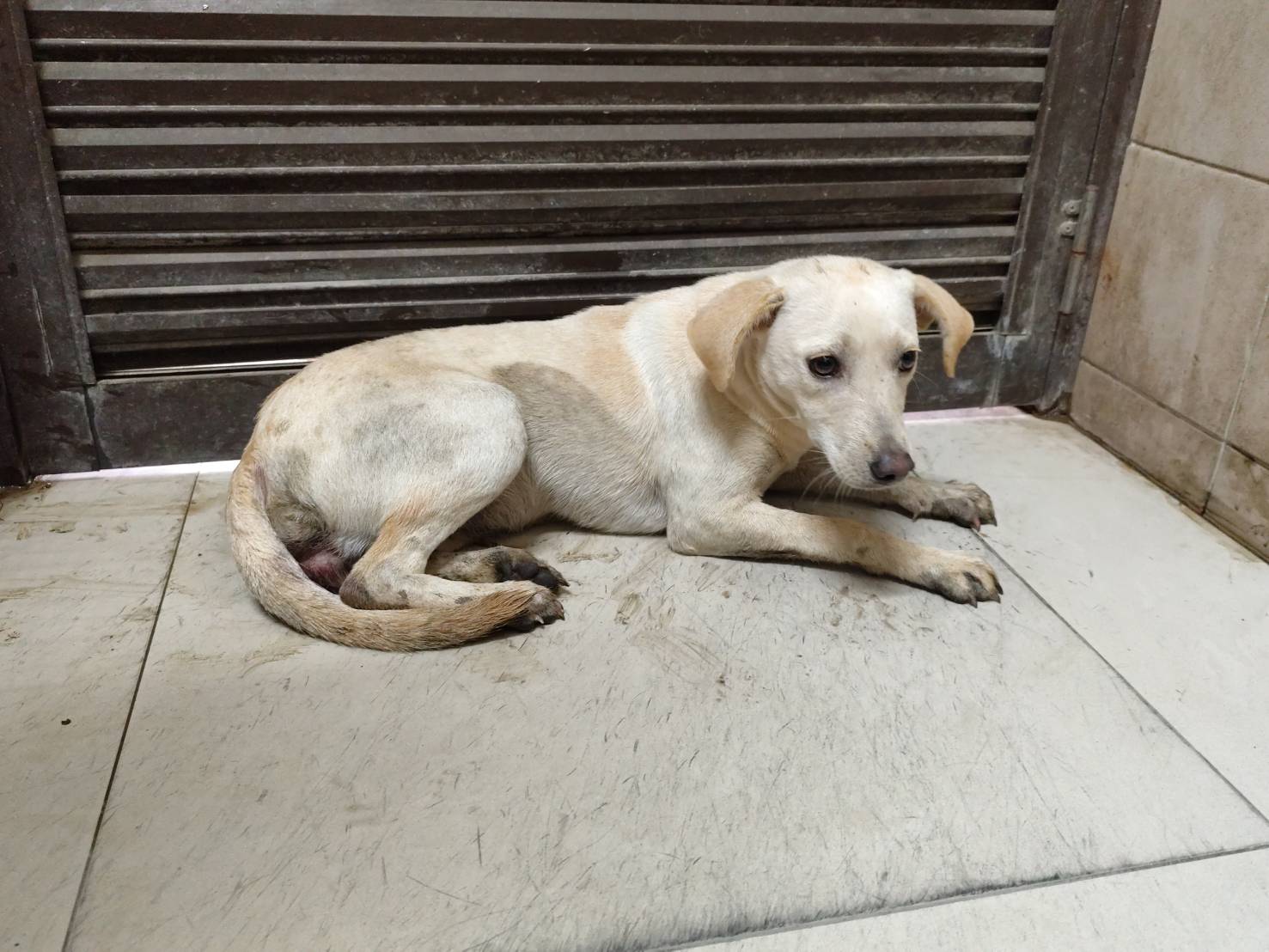 高雄市待認養狗 混種犬