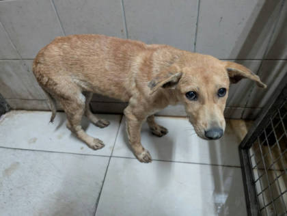 高雄市待認養狗｜混種犬｜黃色｜母